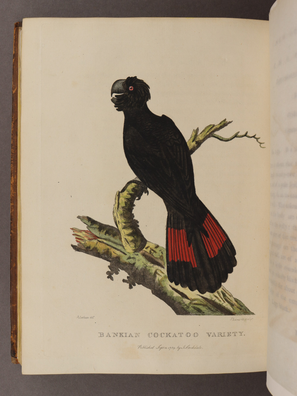 Plate 40